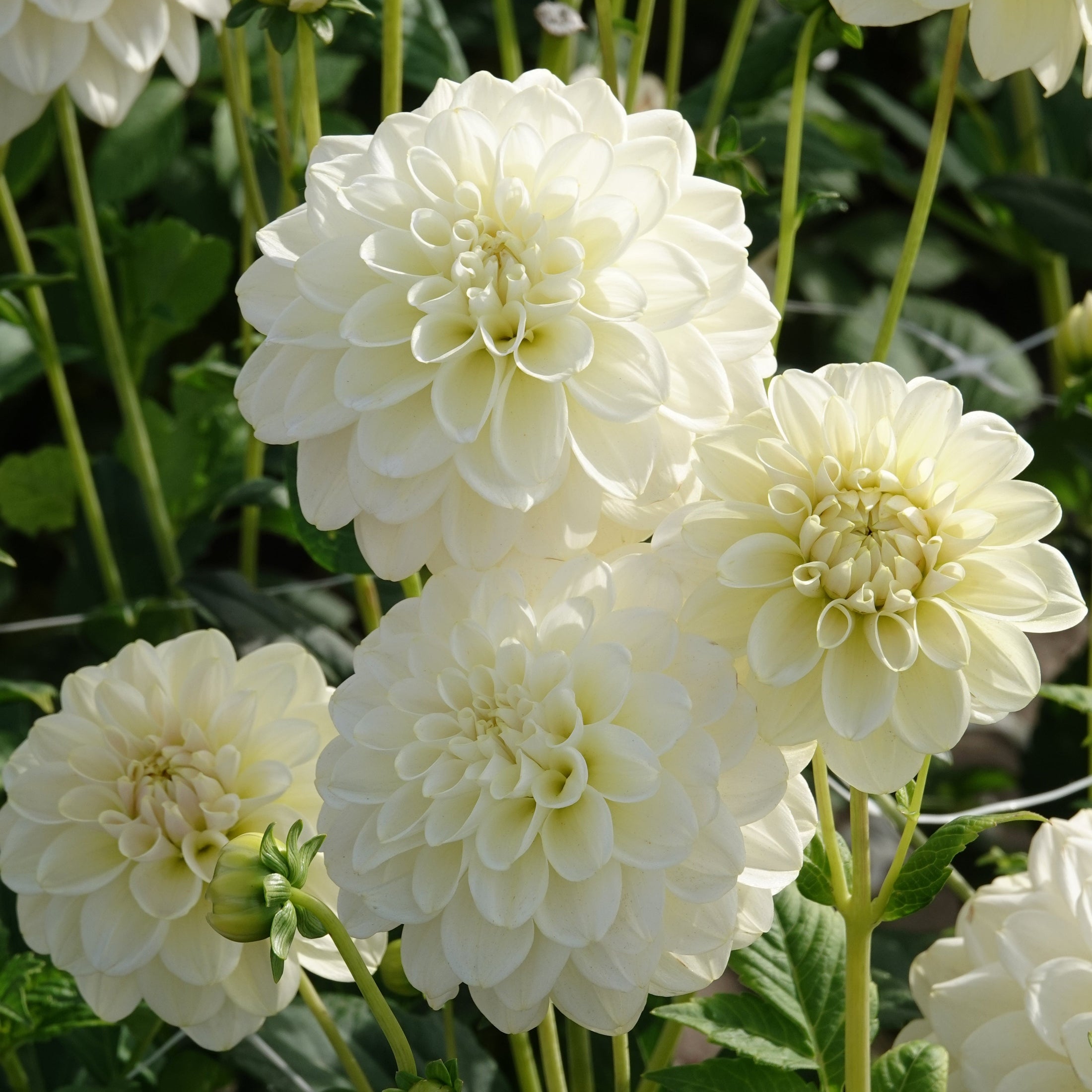 Dahlia Caramel Antique Dekorativ 1-pack NYHET